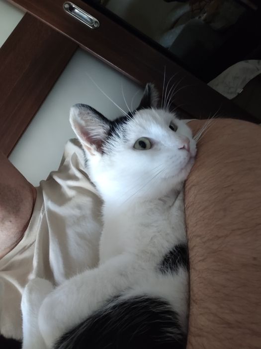Kot szuka kochającego domku