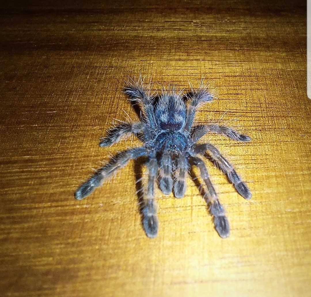Ptasznik Caribena versicolor L1/L2 (17)