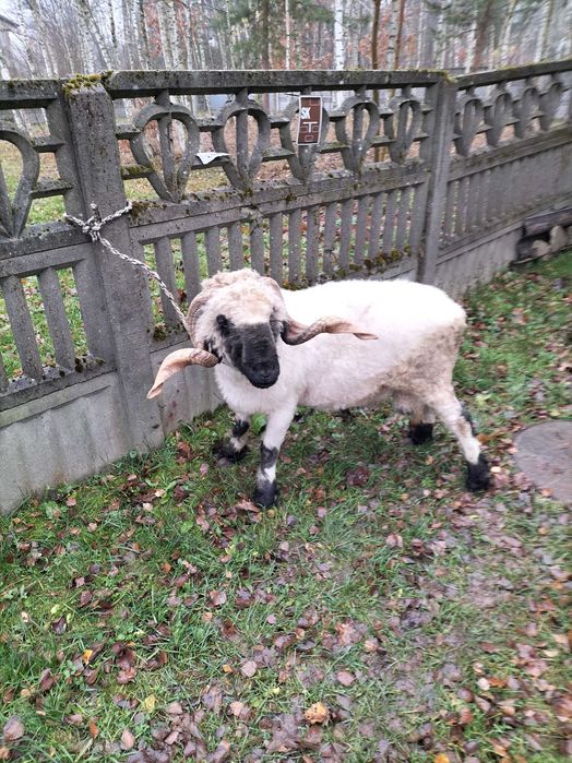 Sprzedam barana Walliserskiego