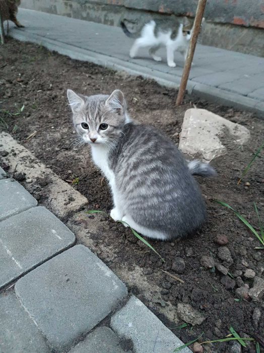 Дві кішечки шукають люблячих батьків