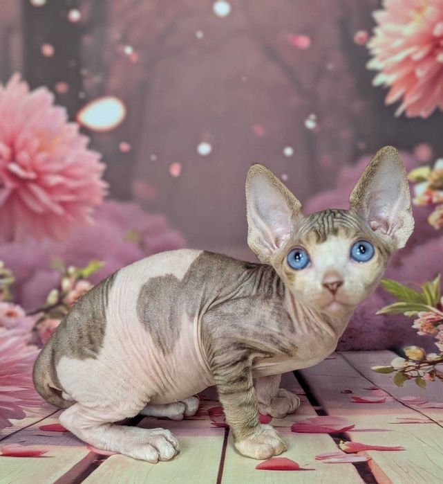 Romeo Sfinks kanadyjski Top of the top!! Cudowny chłopczyk!