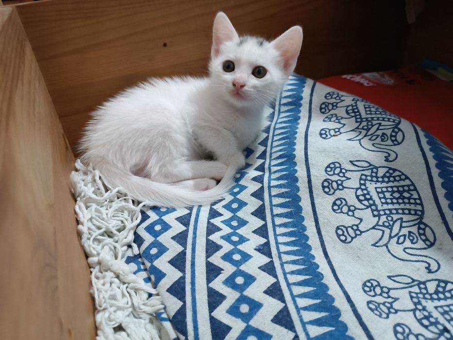 Doação de gatinhos