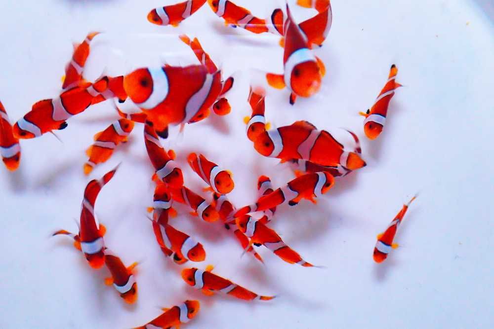 Amphiprion ocellaris - błazenki pomarańczowe - akwarium morskie