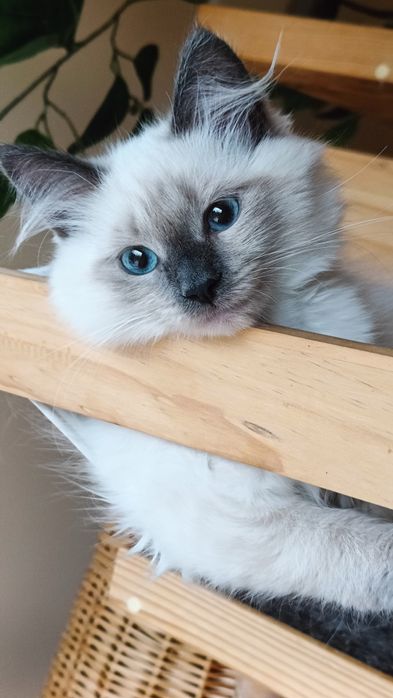 Piękna kotka Neva Masguerade