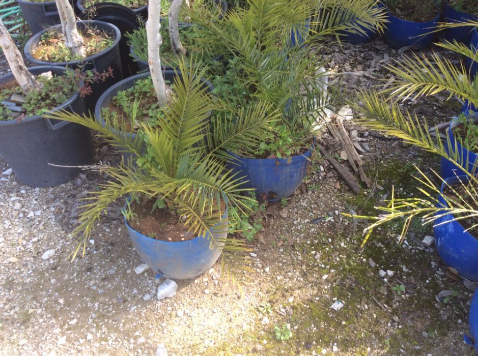 palmeiras vaso plantas