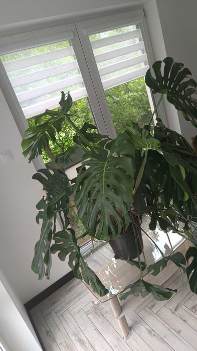 Monstera duża, 3 letnia
