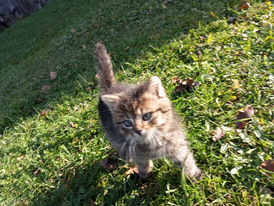 Oddam ślicznego,kochanego kotka