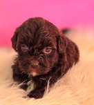 Czekoladowy piesek maltipoo