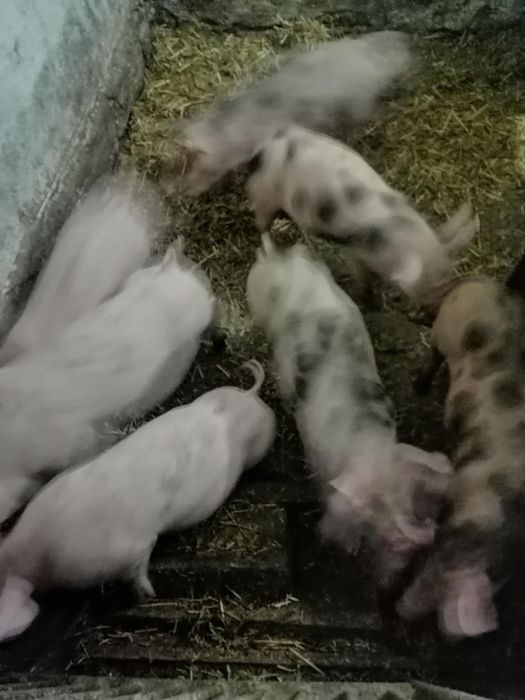 Sprzedam świnie - cena za sztukę