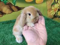 Piękny Mini Lop żółty , królik baranek samczyki miniaturka teddy