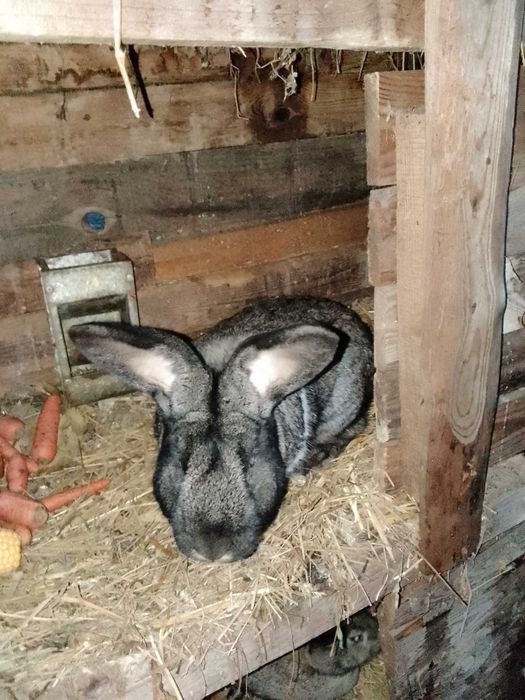 Królik samiec czarny