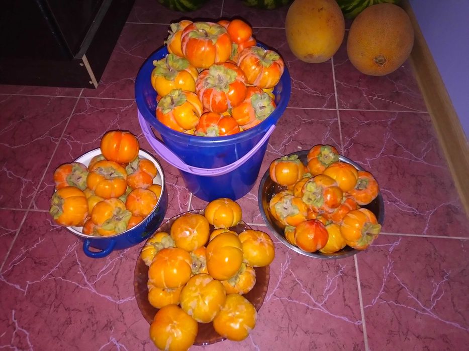 Абрикос Нектарин Персик Черешня Айва Яблуня Груша Слива Ківі Магнолія