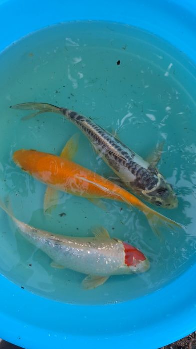 CARPAS KOI - 15 A 20 CM - 25€