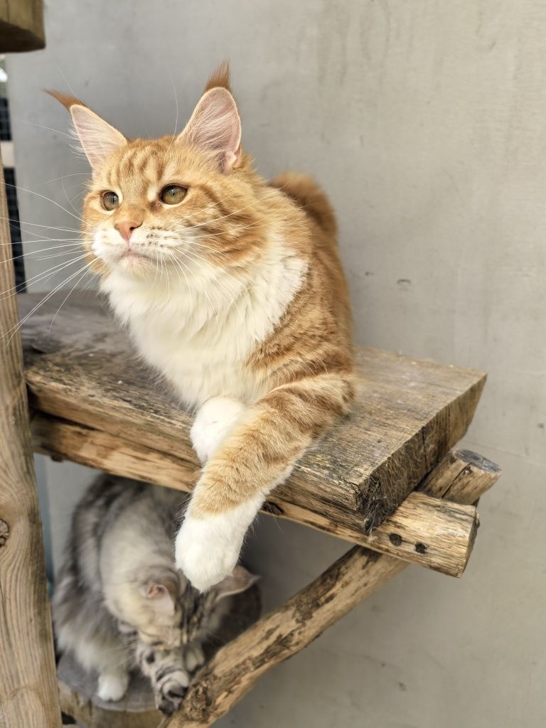 Catholini Maine Coon RUTKA ruda kotka