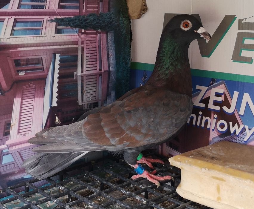 Gołębie pocztowe samczyk