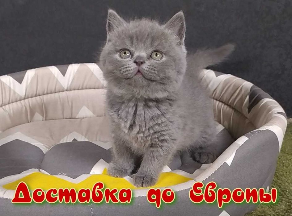Котята Шотландской породы.