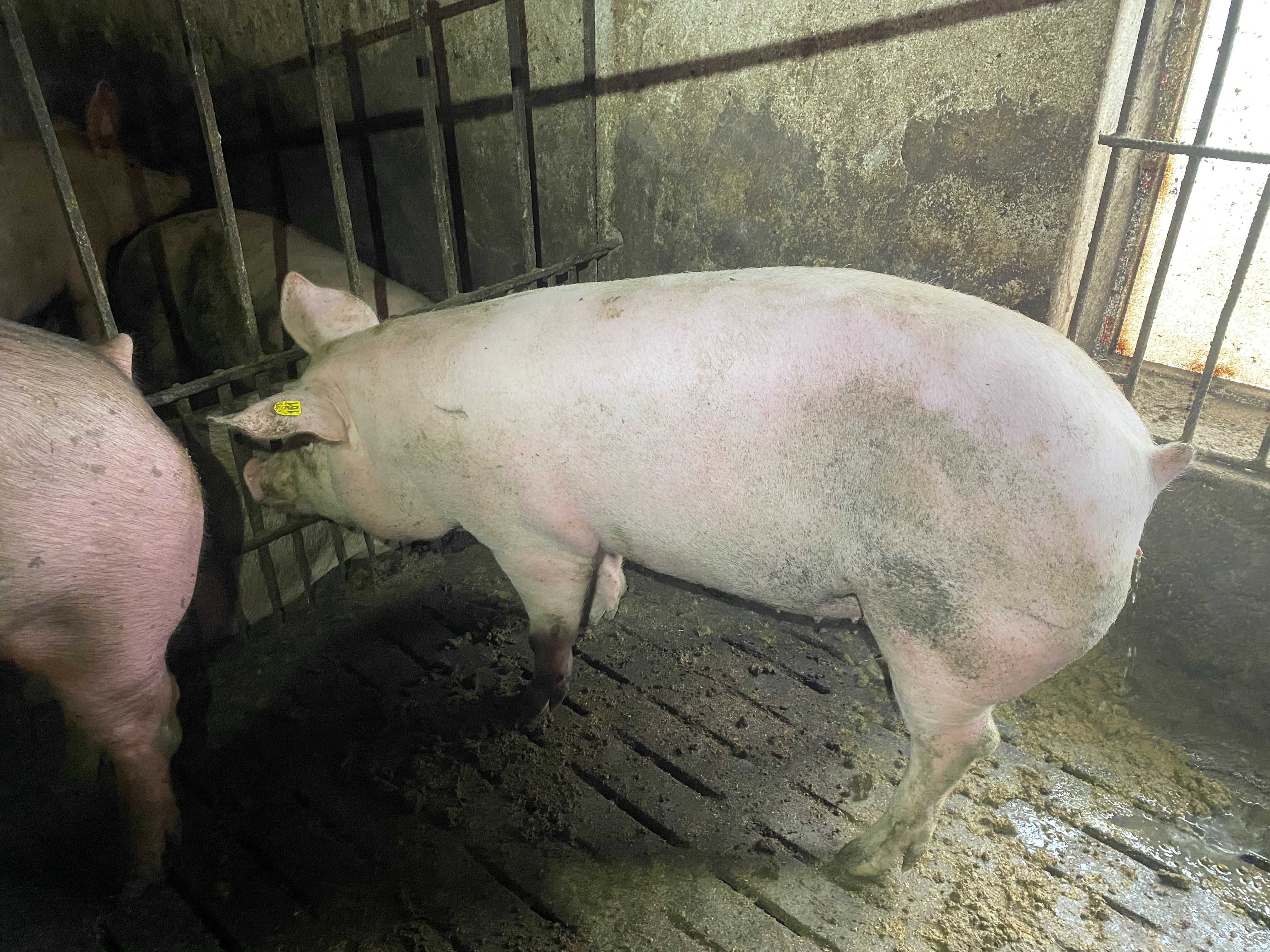 Продам  свиней живым весом уже покрытых