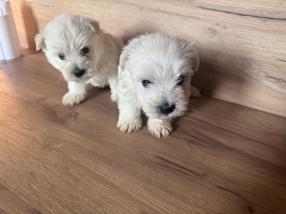 Śliczny Piesek West Highland White Terrier