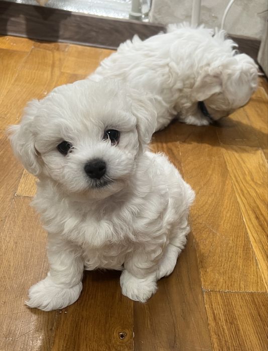 Продам цуценят малтійської болонки в Берегово.