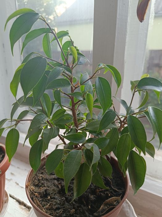 Різні фікуси, 3 шт.