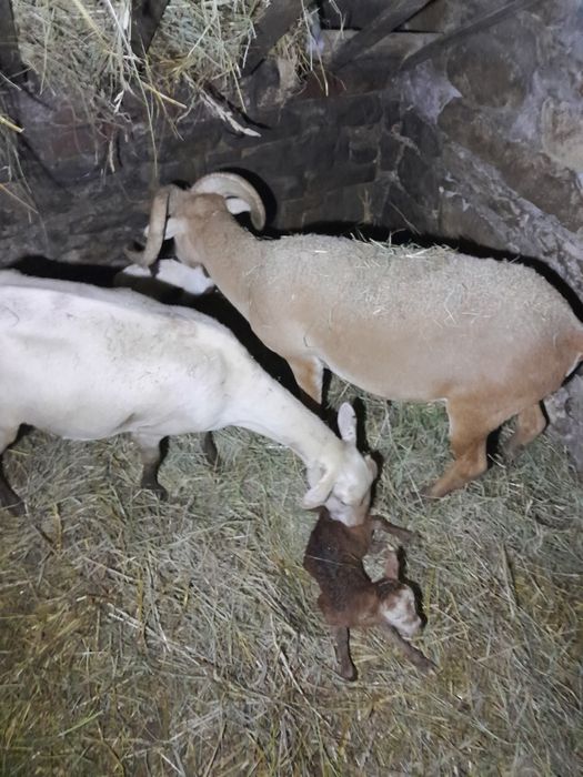 Sprzedam młode kozy, koziołki, kozy dojne, barany i owce kameruńskie