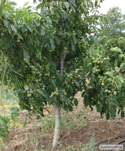 Саджанці сортових горіхів "Ідеал", "Кочерженко" та фундука.