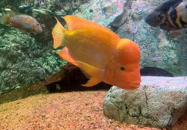 Pielęgnica pomarańczowa