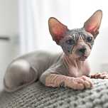 Gymni Gata*PL Sfinks kanadyjski canadian sphynx