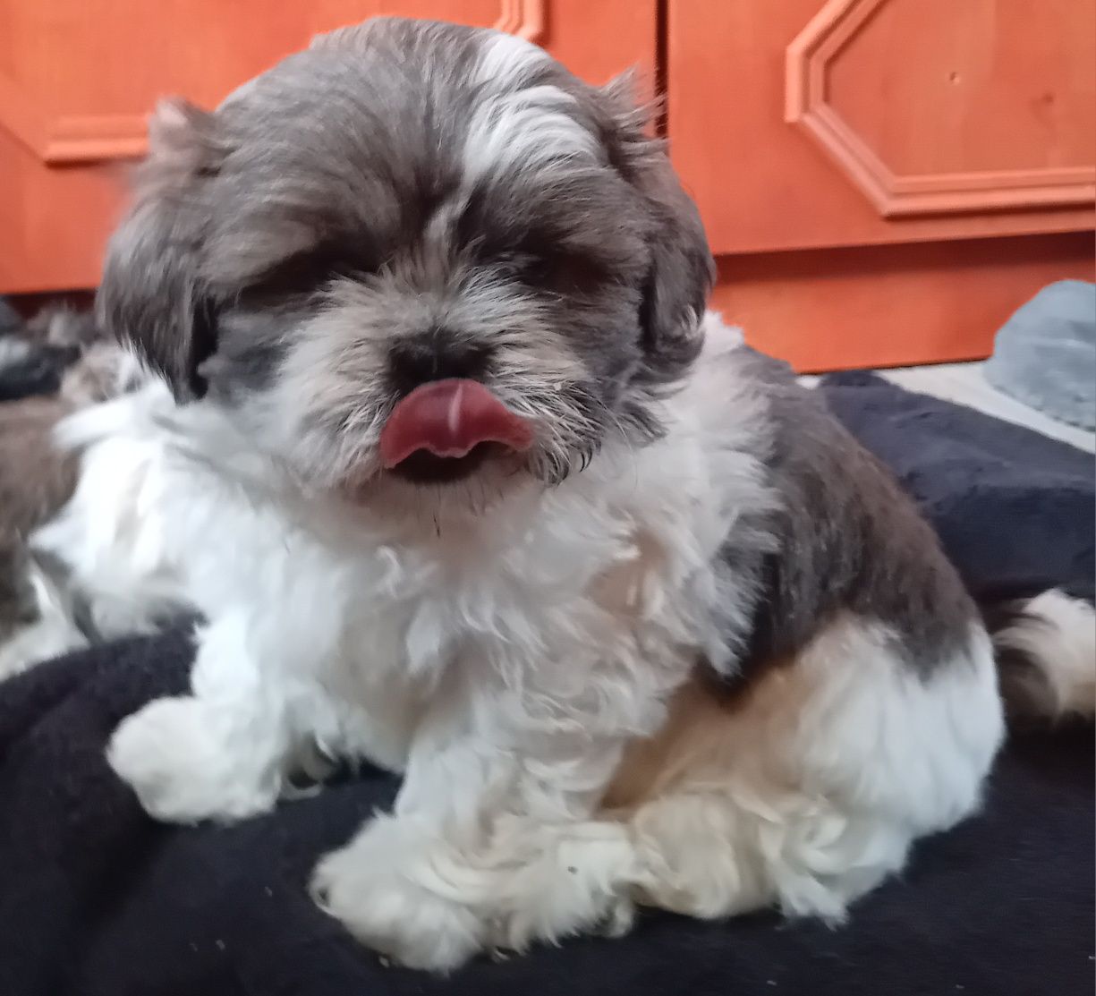 Szczeniak Shih-Tzu