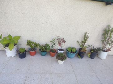 Vasos de plantas