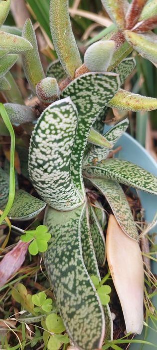 Cactus e diversas soculentas