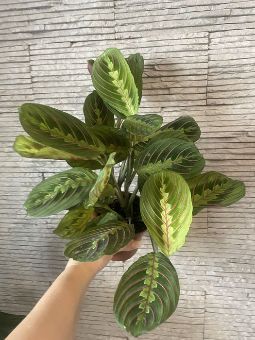 Маранта Триколор