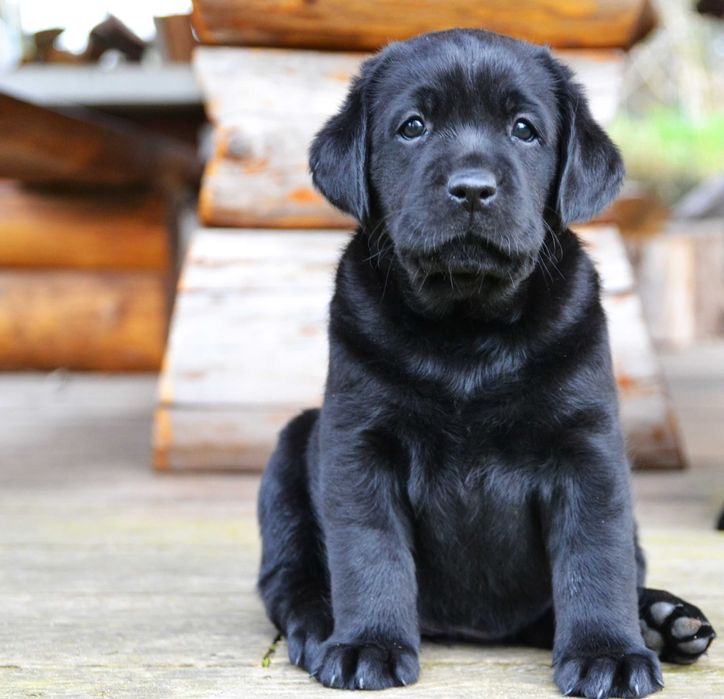 Cudowny szczeniak Labrador Retriever FCI