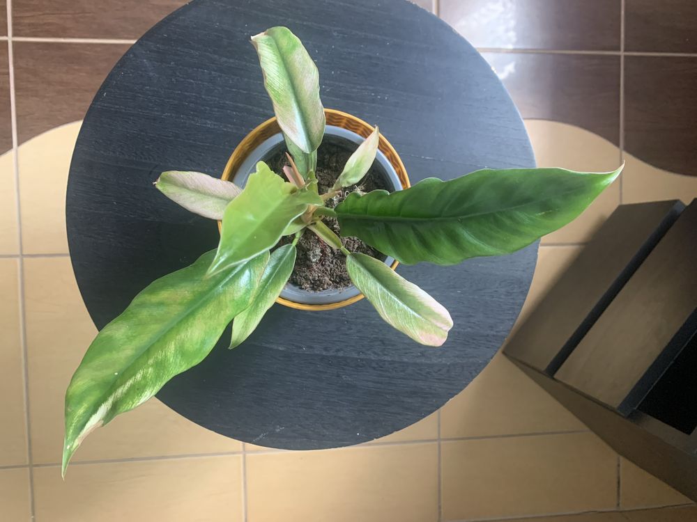 Philodendron - cala roslinka !