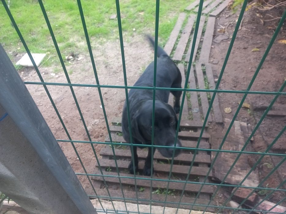 Labrador fêmea esterilizada