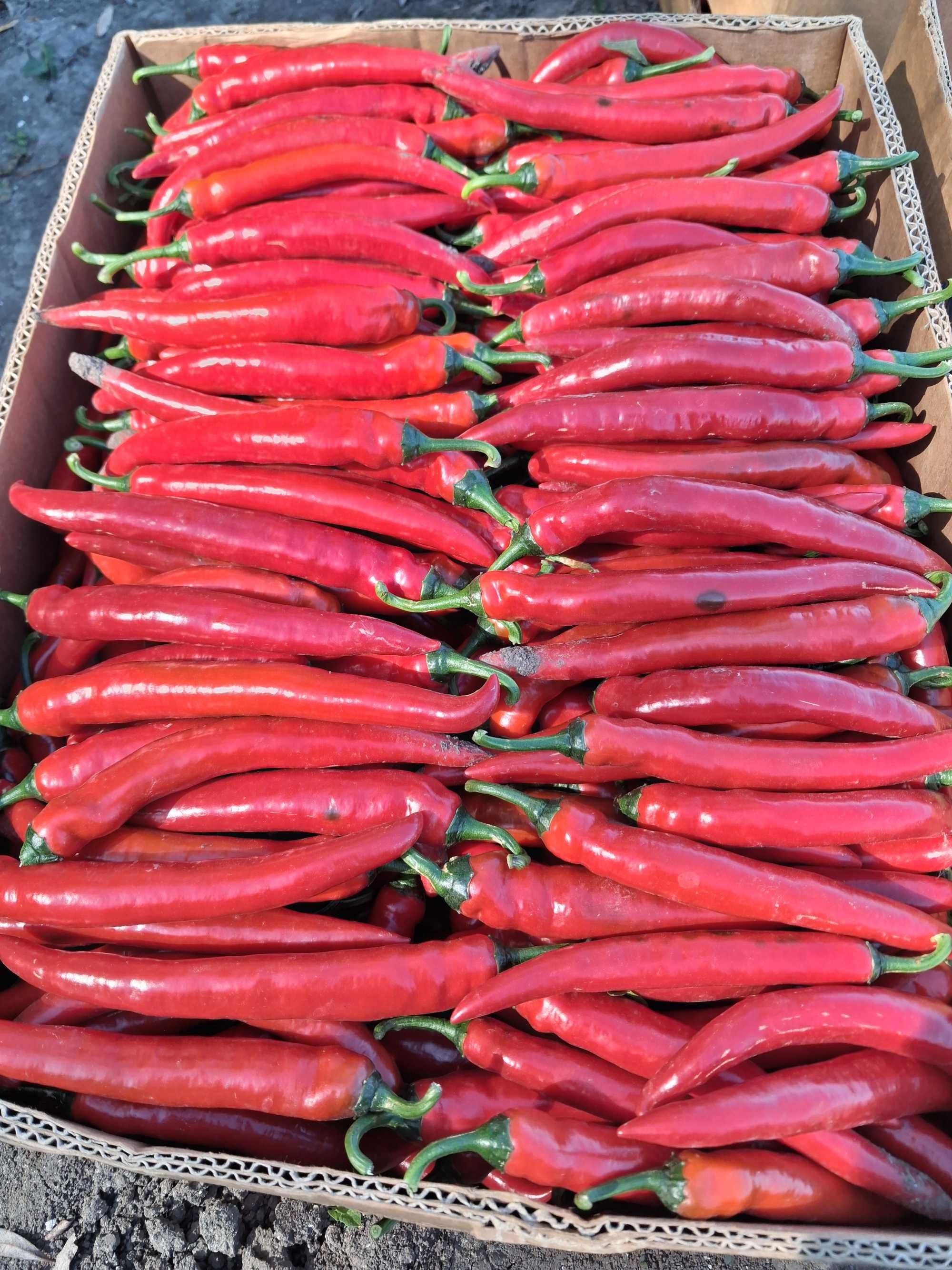 Продам перець гіркий