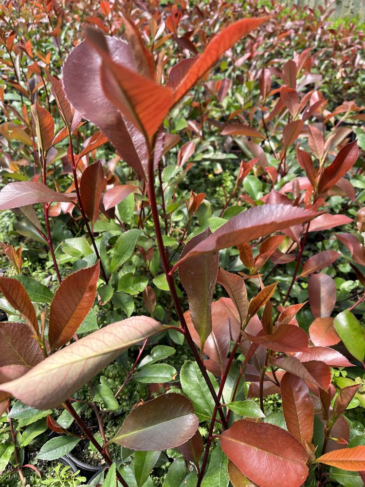 Photinia Red Robin