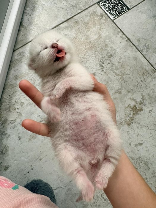 кошеня британська короткошерста срібна шиншила