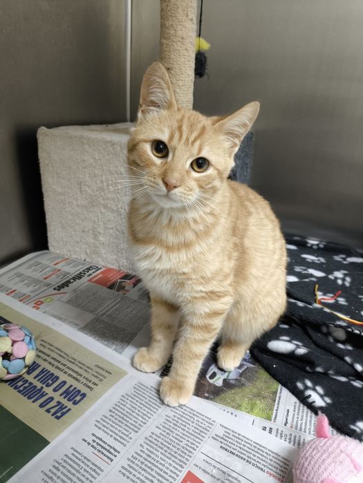 Bebé laranja para adopção