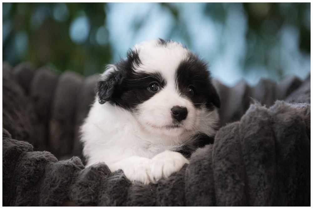 Border Collie FCI ZKwP
