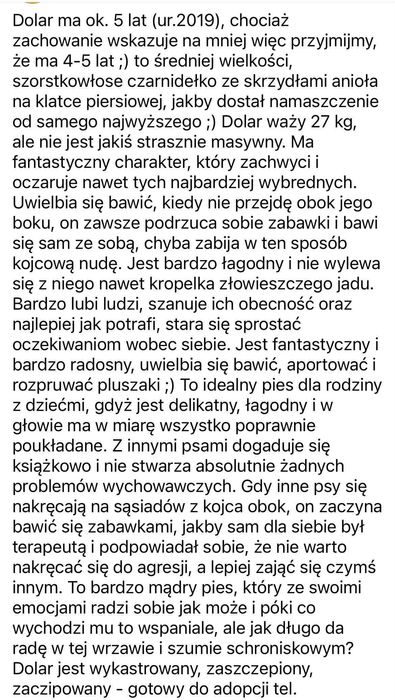 Dolar - pies na medal!  Dom na już potrzebny!!!