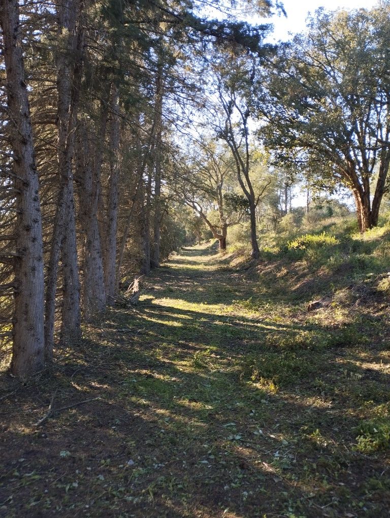 Limpeza de terrenos, construção e manutenção de jardins e piscinas