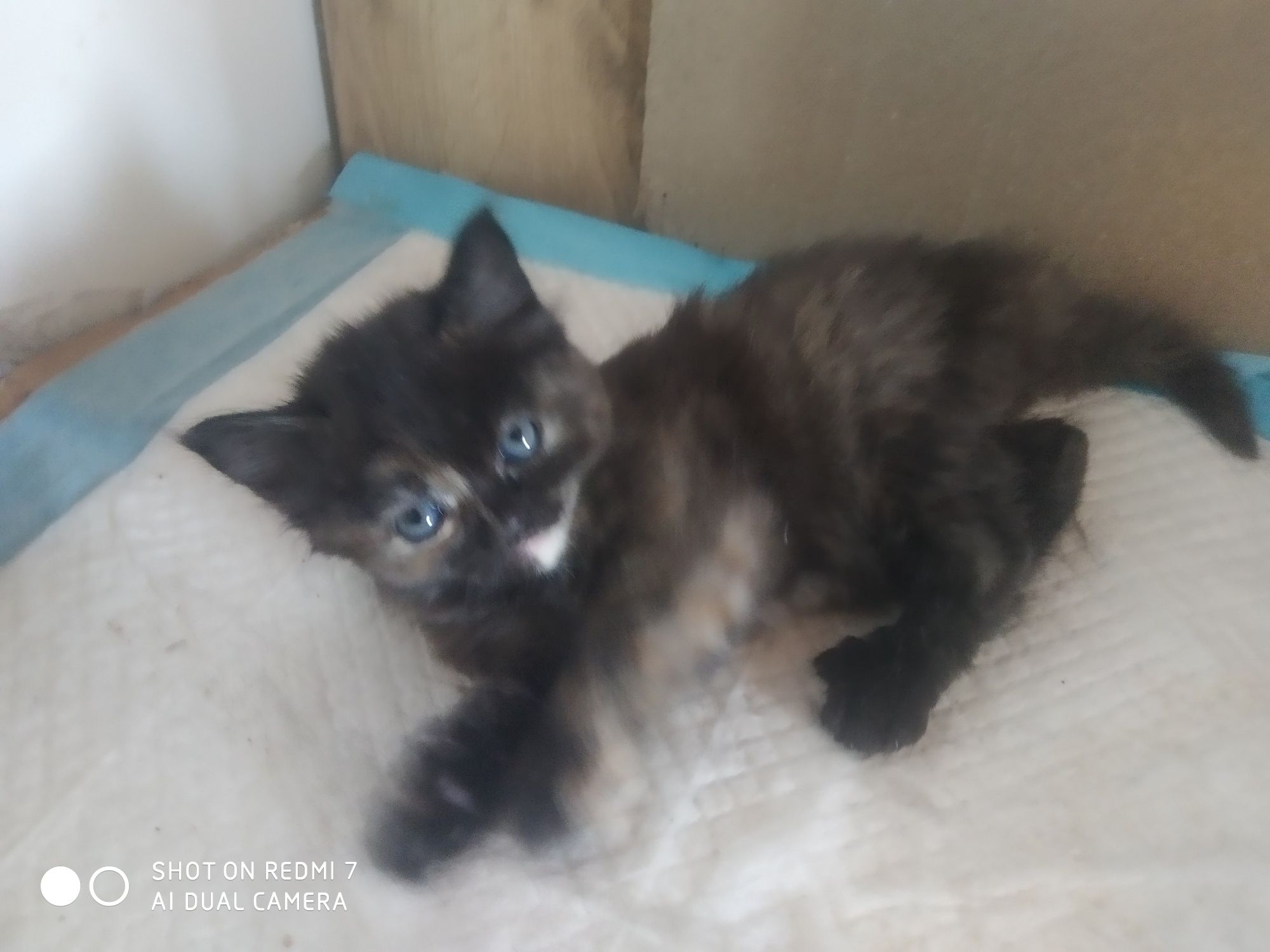 Віддам кошенят в добрі руки