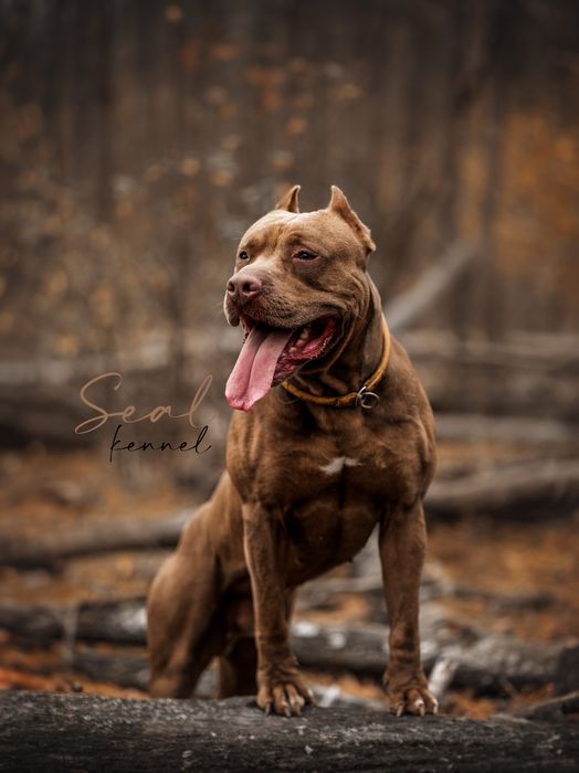 Крутезний хлопець американського пітбультерєра, пітбуль, піт, АПБТ,