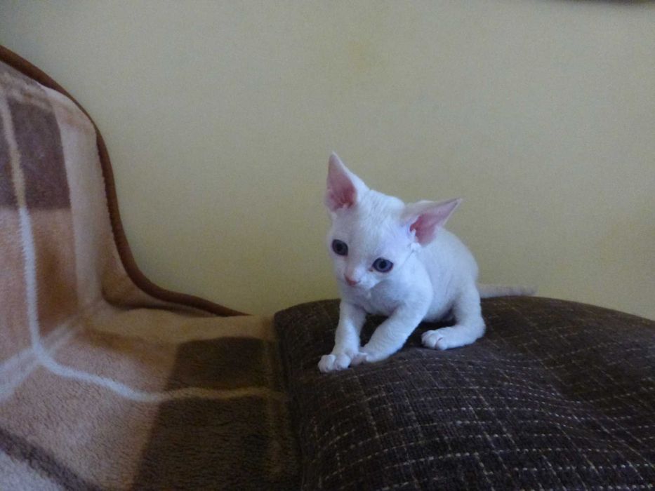 Кошенята Девон-рекс, готові до переїзду