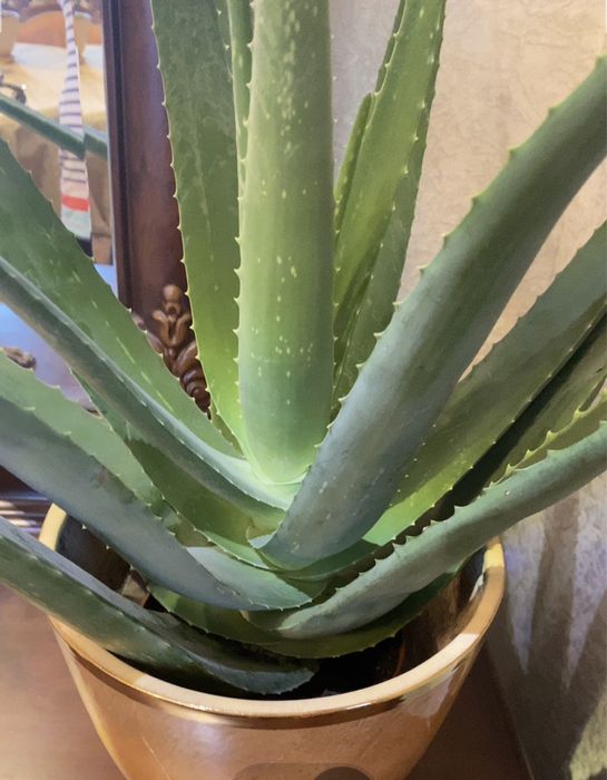 Вазон алоє вера лікувальний