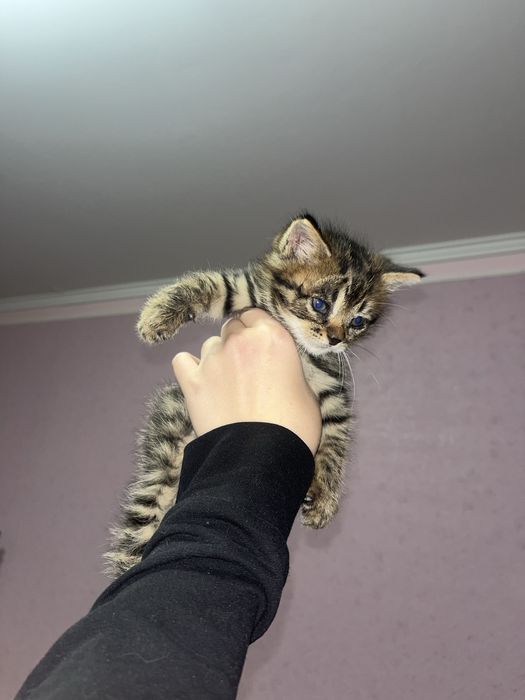 Кошеня гарний хлопчик