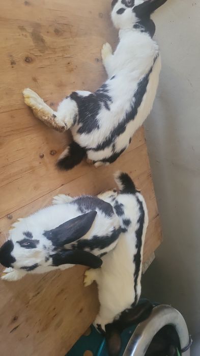 Sprzedam srokacze niemieckie