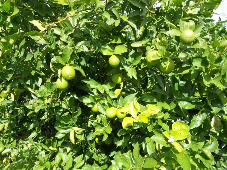 Limas Fruto Tipo Biologicas Entrega