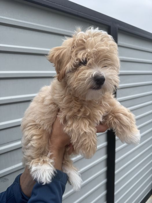 Мальтіпу ф1, пухнастик